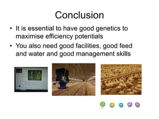 Conclusion
• It is essential to have good genetics to
maximise efficiency potentials
• You also need good facilities, good feed
and water and good management skills
 