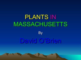 PLANTS   IN   MASSACHUSETTS By David O’Brien 