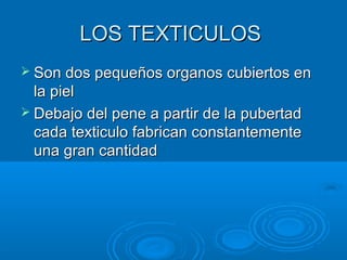 LOS TEXTICULOS
 Son dos pequeños organos cubiertos en

la piel
 Debajo del pene a partir de la pubertad
cada texticulo fabrican constantemente
una gran cantidad

 