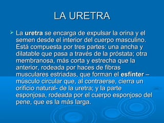 LA URETRA


La uretra se encarga de expulsar la orina y el
semen desde el interior del cuerpo masculino.
Está compuesta por tres partes: una ancha y
dilatable que pasa a través de la próstata; otra
membranosa, más corta y estrecha que la
anterior, rodeada por haces de fibras
musculares estriadas, que forman el esfínter –
músculo circular que, al contraerse, cierra un
orificio natural- de la uretra; y la parte
esponjosa, rodeada por el cuerpo esponjoso del
pene, que es la más larga.

 