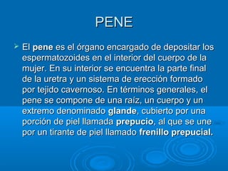 PENE


El pene es el órgano encargado de depositar los
espermatozoides en el interior del cuerpo de la
mujer. En su interior se encuentra la parte final
de la uretra y un sistema de erección formado
por tejido cavernoso. En términos generales, el
pene se compone de una raíz, un cuerpo y un
extremo denominado glande, cubierto por una
porción de piel llamada prepucio, al que se une
por un tirante de piel llamado frenillo prepucial.

 