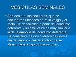 VESÍCULAS SEMINALES
 Son dos túbulos saculares, que se

encuentran ubicados entre la vejiga y el
recto. Se desarrollan a partir del conducto
deferente y su estructura es muy similar a
la de la ampolla del conducto deferente.
Se constituye de dos cuernos de unos 4
cm de largo y 2 cm de ancho que se
afinan hacia abajo donde se unen.

 