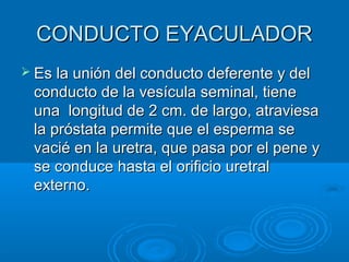 CONDUCTO EYACULADOR
 Es la unión del conducto deferente y del

conducto de la vesícula seminal, tiene
una longitud de 2 cm. de largo, atraviesa
la próstata permite que el esperma se
vacié en la uretra, que pasa por el pene y
se conduce hasta el orificio uretral
externo.

 