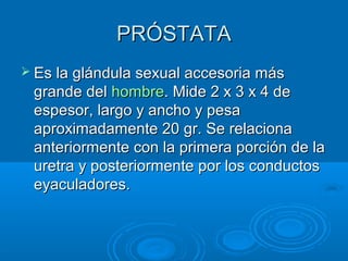 PRÓSTATA
 Es la glándula sexual accesoria más

grande del hombre. Mide 2 x 3 x 4 de
espesor, largo y ancho y pesa
aproximadamente 20 gr. Se relaciona
anteriormente con la primera porción de la
uretra y posteriormente por los conductos
eyaculadores.

 