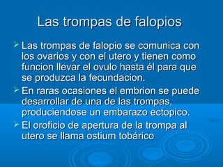 Las trompas de falopios
 Las trompas de falopio se comunica con

los ovarios y con el utero y tienen como
funcion llevar el ovulo hasta él para que
se produzca la fecundacion.
 En raras ocasiones el embrion se puede
desarrollar de una de las trompas,
produciendose un embarazo ectopico.
 El oroficio de apertura de la trompa al
utero se llama ostium tobárico

 