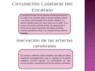 La principal fuente de circulación colateral potencial en 
el cuello es la conexión entre la arteria carótida externa 
y las ramas extracraneales de la arteria vertebral. La 
arteria carótida interna no tiene ramas en el cuello. Si se 
ocluye una arteria carótida común, las anastomosis a 
través de las ramas musculares de ambas carótidas 
externas permiten un flujo a la carótida interna sobre la 
oclusión. 
Las arterias cerebrales están ricamente inervadas por fibras 
simpáticas postganglionares que se originan en el ganglio 
simpático cervical superior. La estimulación de estos 
nervios produce vasoconstricción de las arterias cerebrales. 
 