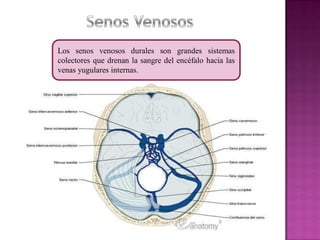 Los senos venosos durales son grandes sistemas 
colectores que drenan la sangre del encéfalo hacia las 
venas yugulares internas. 
