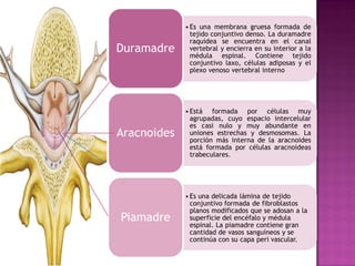 • Es una membrana gruesa formada de 
tejido conjuntivo denso. La duramadre 
raquídea se encuentra en el canal 
vertebral y encierra en su interior a la 
médula espinal. Contiene tejido 
conjuntivo laxo, células adiposas y el 
plexo venoso vertebral interno 
Duramadre 
• Está formada por células muy 
agrupadas, cuyo espacio intercelular 
es casi nulo y muy abundante en 
uniones estrechas y desmosomas. La 
porción más interna de la aracnoides 
está formada por células aracnoideas 
trabeculares. 
Aracnoides 
• Es una delicada lámina de tejido 
conjuntivo formada de fibroblastos 
planos modificados que se adosan a la 
superficie del encéfalo y médula 
espinal. La piamadre contiene gran 
cantidad de vasos sanguíneos y se 
continúa con su capa peri vascular. 
Piamadre 
 