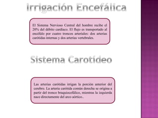 El Sistema Nervioso Central del hombre recibe el 
20% del débito cardíaco. El flujo es transportado al 
encéfalo por cuatro troncos arteriales: dos arterias 
carótidas internas y dos arterias vertebrales. 
Las arterias carótidas irrigan la porción anterior del 
cerebro. La arteria carótida común derecha se origina a 
partir del tronco braquiocefálico, mientras la izquierda 
nace directamente del arco aórtico.. 
 
