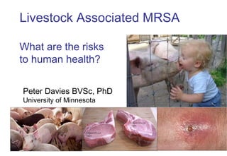 Livestock Associated MRSA

What are the risks
to human health?

Peter Davies BVSc, PhD
University of Minnesota
 