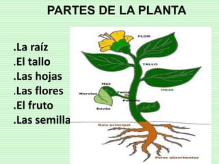 PARTES DE LA PLANTA 
.La raíz 
.El tallo 
.Las hojas 
.Las flores 
.El fruto 
.Las semillas 
 