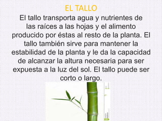 EL TALLO 
El tallo transporta agua y nutrientes de 
las raíces a las hojas y el alimento 
producido por éstas al resto de la planta. El 
tallo también sirve para mantener la 
estabilidad de la planta y le da la capacidad 
de alcanzar la altura necesaria para ser 
expuesta a la luz del sol. El tallo puede ser 
corto o largo. 
 