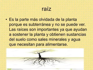 raíz 
• Es la parte más olvidada de la planta 
porque es subterránea y no se puede ver. 
Las raíces son importantes ya que ayudan 
a sostener la planta y obtienen sustancias 
del suelo como sales minerales y agua 
que necesitan para alimentarse. 
 