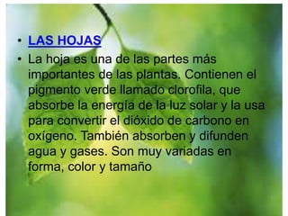 • LAS HOJAS 
• La hoja es una de las partes más 
importantes de las plantas. Contienen el 
pigmento verde llamado clorofila, que 
absorbe la energía de la luz solar y la usa 
para convertir el dióxido de carbono en 
oxígeno. También absorben y difunden 
agua y gases. Son muy variadas en 
forma, color y tamaño 
 