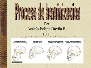 Por: Andrés Felipe Dávila R. 10 a  Proceso de hominizacion 
