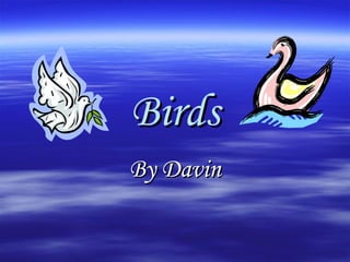 Birds By Davin 