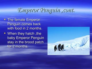 Emperor Penguin ,cont . The female Emperor Penguin comes back with food in 2 months. When they hatch ,the baby Emperor Penguin stay in the brood patch for 2 months.