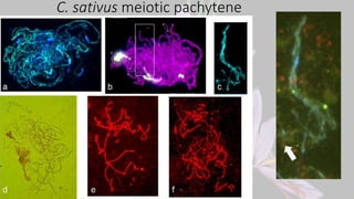 Mid Zygotene Pachytene Diplotene
Early Zygotene
Dynamic of centromeres during meiosis
Sepsi A, Higgins JD, Heslop-Harrison...