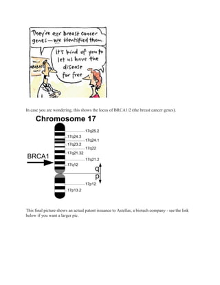 In case you are wondering, this shows the locus of BRCA1/2 (the breast cancer genes).




This final picture shows an actual patent issuance to Astellas, a biotech company - see the link
below if you want a larger pic.
 