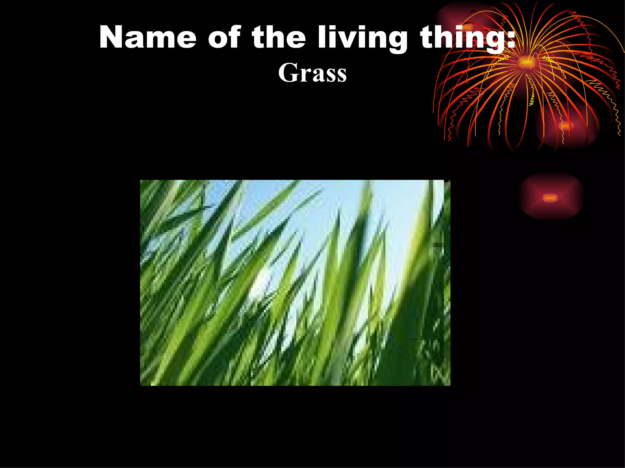 Name of the living thing:  Grass 