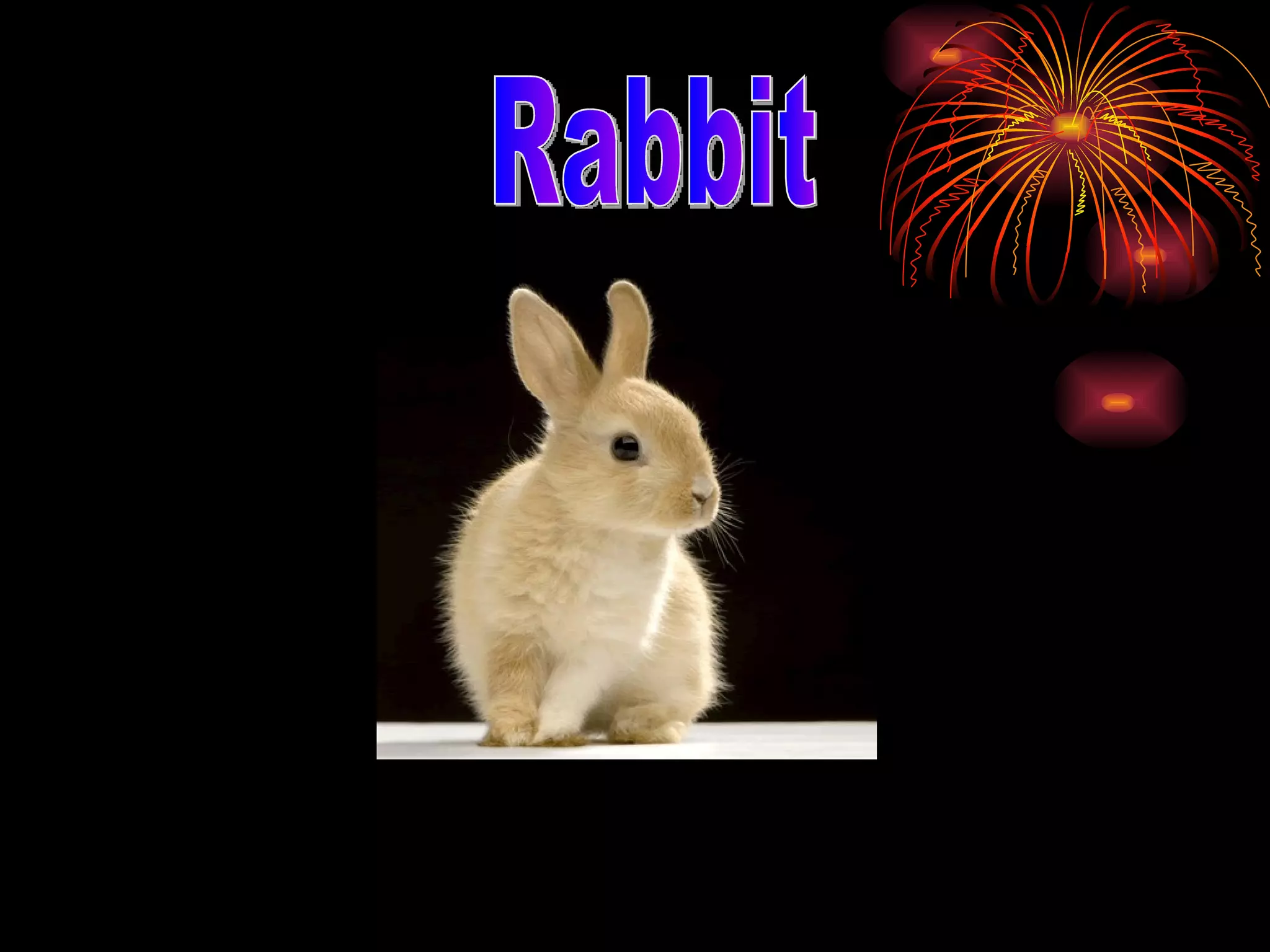 Rabbit 