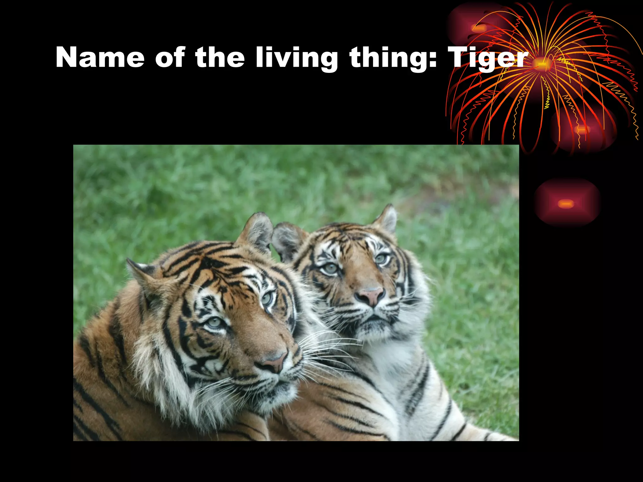 Name of the living thing: Tiger 