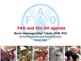 FAO and the OH agenda B erhe Gebreegziabher Tekola, DVM,   PhD Animal Production and Health Division Rome, Italy 