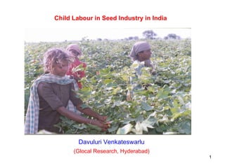 Child Labour in Seed Industry in India Davuluri Venkateswarlu (Glocal Research, Hyderabad) 