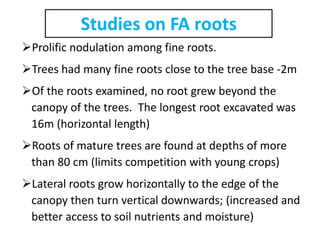 Studies on FA roots
Prolific nodulation among fine roots.
Trees had many fine roots close to the tree base -2m
Of the r...