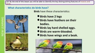 grade 1 - lesson - Insects and birds.pptx