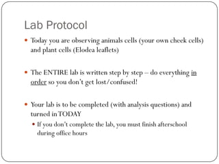 Lab Protocol
 Today you are observing animals cells (your own cheek cells)
  and plant cells (Elodea leaflets)

 The ENTIRE lab is written step by step – do everything in
  order so you don’t get lost/confused!

 Your lab is to be completed (with analysis questions) and
  turned in TODAY
   If you don’t complete the lab, you must finish afterschool
    during office hours
 