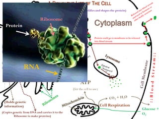 (Modifies and shapes the protein)
                               Protein
                            Ribosome
                            being formed
                            at Ribosome
  Protein

                                                                   Protein could go to membrane to be released
                                                                   into blood stream




        RNA
                RNA
DNA

                                                       ATP
                                                 (for the cell to use)

 (Holds genetic
 information)                                                            Cell Respiration
                                                                                                                 Glucose +
(Copies genetic from DNA and carries it to the
                                                                                                                 O2
         Ribosome to make proteins)
 