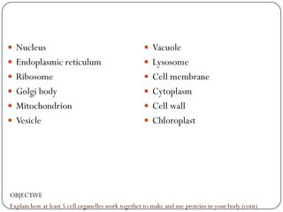  Nucleus                                            Vacuole
 Endoplasmic reticulum                              Lysosome
 Ribosome                                           Cell membrane
 Golgi body                                         Cytoplasm
 Mitochondrion                                      Cell wall
 Vesicle                                            Chloroplast




OBJECTIVE
Explain how at least 5 cell organelles work together to make and use proteins in your body (cont)
 