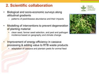 • Biological and socio-economic surveys along
altitudinal gradients
– patterns of pest/disease abundance and their impacts
• Modelling of interventions to prevent degeneration
of planting material
• clean seed, farmer seed selection, and pest and pathogen
incidence based on geography and climate change
• Improvement of energy efficiency in cassava
processing & adding value to RTB waste products
• adaptation of cassava and plantain peels for animal feed
2. Scientific collaboration
 