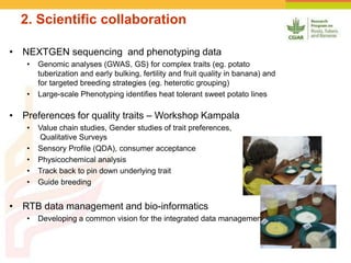 2. Scientific collaboration
• NEXTGEN sequencing and phenotyping data
• Genomic analyses (GWAS, GS) for complex traits (eg. potato
tuberization and early bulking, fertility and fruit quality in banana) and
for targeted breeding strategies (eg. heterotic grouping)
• Large-scale Phenotyping identifies heat tolerant sweet potato lines
• Preferences for quality traits – Workshop Kampala
• Value chain studies, Gender studies of trait preferences,
Qualitative Surveys
• Sensory Profile (QDA), consumer acceptance
• Physicochemical analysis
• Track back to pin down underlying trait
• Guide breeding
• RTB data management and bio-informatics
• Developing a common vision for the integrated data management
 