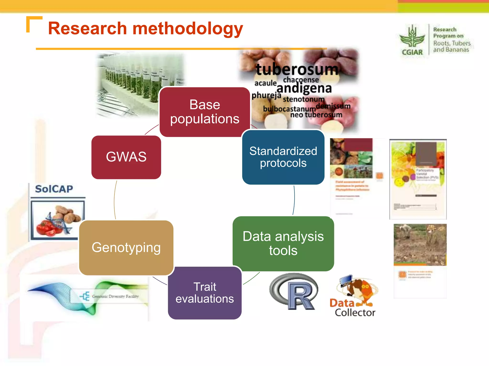 Research methodology
Base
populations
Standardized
protocols
Data analysis
tools
Trait
evaluations
Genotyping
GWAS
 