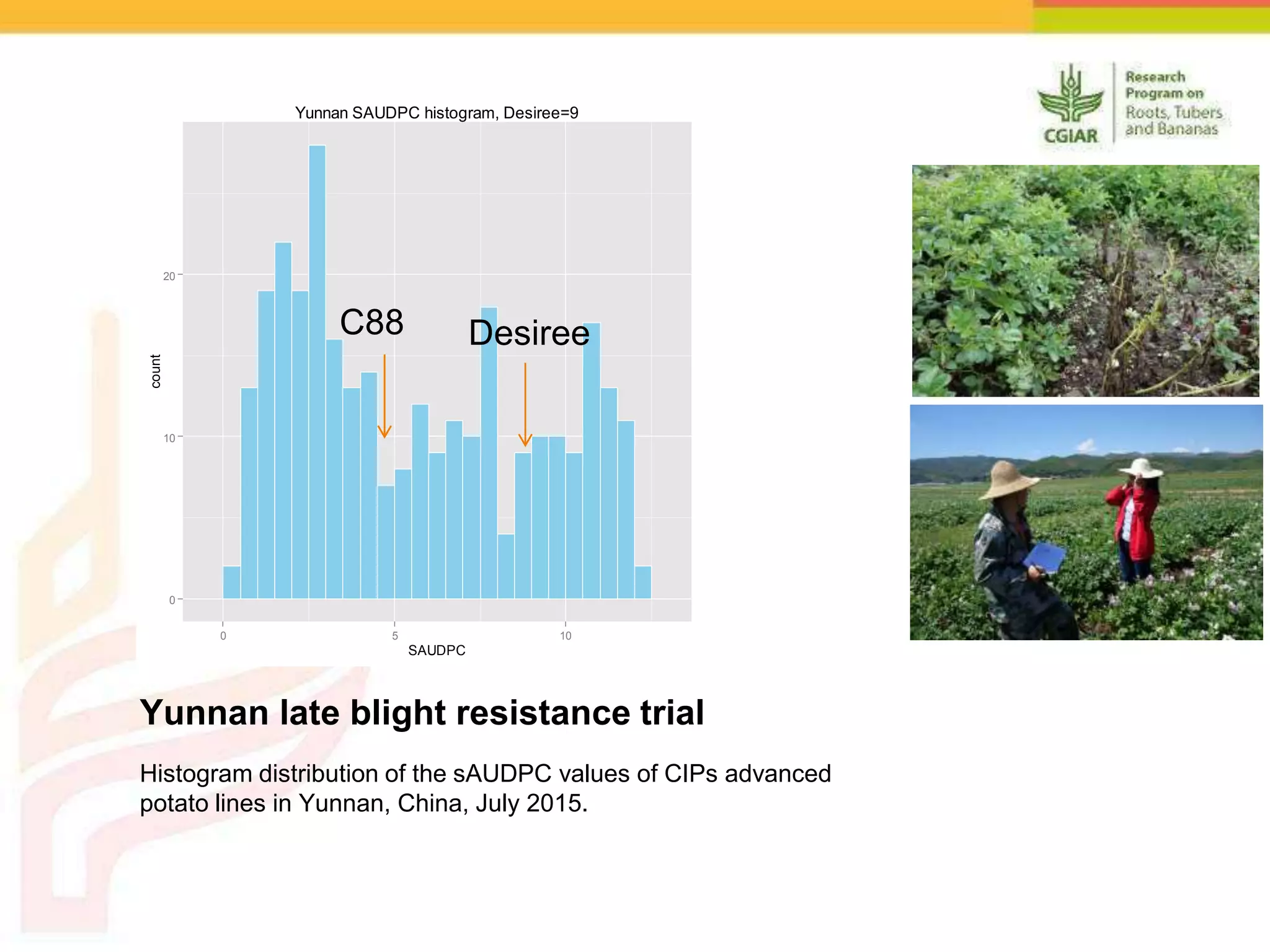 Yunnan late blight resistance trial
Histogram distribution of the sAUDPC values of CIPs advanced
potato lines in Yunnan, China, July 2015.
0
10
20
0 5 10
SAUDPC
count
Yunnan SAUDPC histogram, Desiree=9
C88 Desiree
 