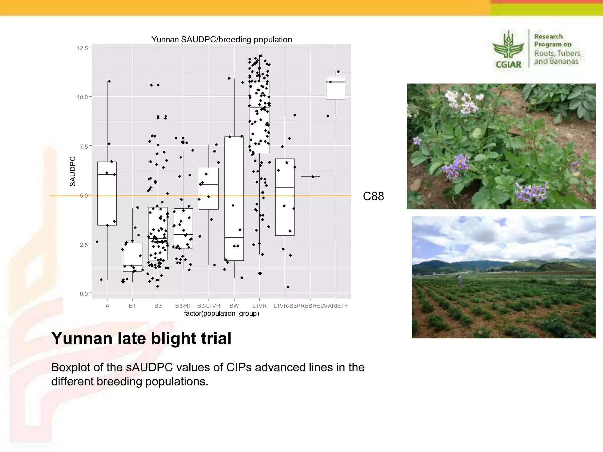 Yunnan late blight trial
Boxplot of the sAUDPC values of CIPs advanced lines in the
different breeding populations.
0.0
2.5
5.0
7.5
10.0
12.5
A B1 B3 B3-HT B3-LTVR BW LTVR LTVR-B3PREBREDVARIETY
factor(population_group)
SAUDPC
Yunnan SAUDPC/breeding population
C88
 