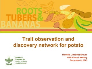 Trait observation and
discovery network for potato
Hannele Lindqvist-Kreuze
RTB Annual Meeting
December 8, 2015
 