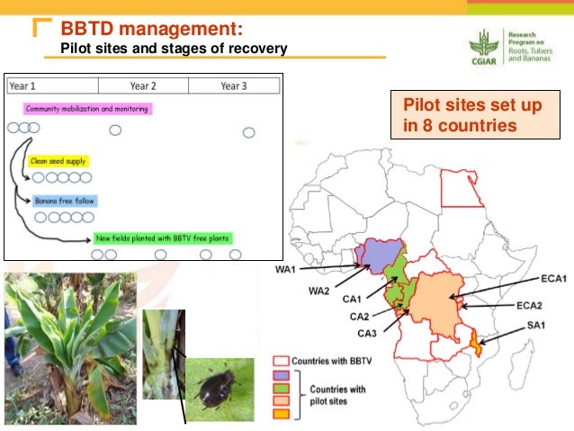 peel of yam composition Diseases Pest Managing of RTB & Crops Priority
