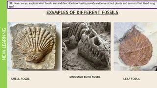 Understanding Fossils: Formation, Types, and Evidence of Ancient Life ...