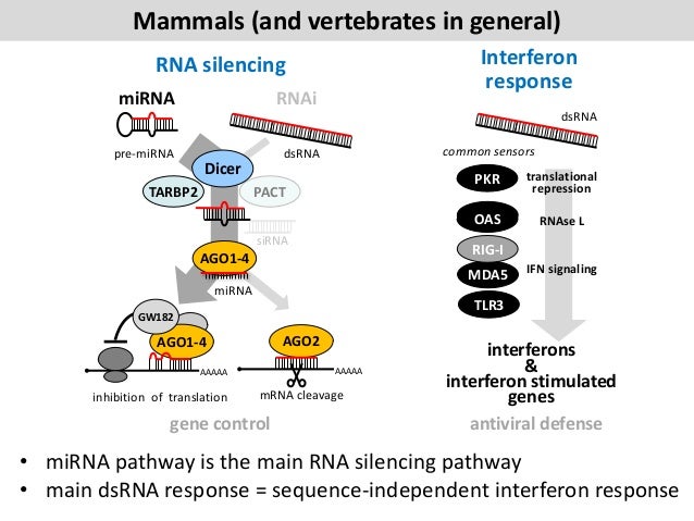 an introduction to rnai technology