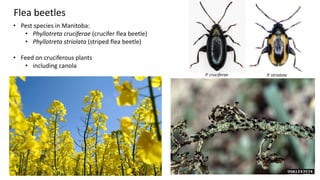 RNA interference technologies to control pests and pathogens - Steve ...