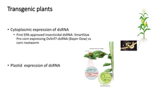 RNA interference technologies to control pests and pathogens - Steve ...