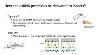 RNA interference technologies to control pests and pathogens - Steve ...