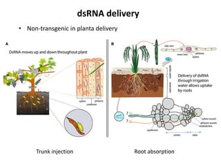 RNAi as a novel technology in pest control: current status and ...