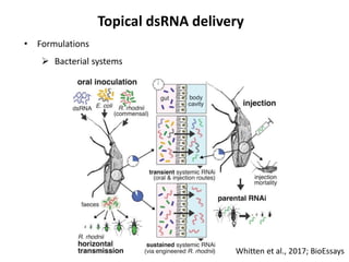 RNAi as a novel technology in pest control: current status and ...
