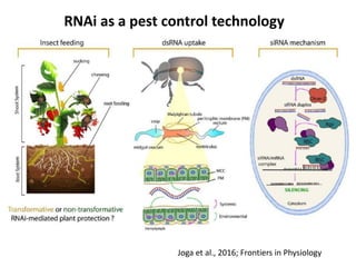RNAi as a novel technology in pest control: current status and ...