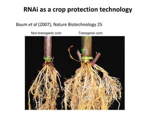 RNAi as a novel technology in pest control: current status and ...