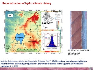 Tree rings and stable isotopes to access role of trees an forests in ...